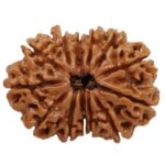 13-Mukhi-Rudraksha-13