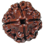 4-mukhi-rudraksha-500×500 (1)