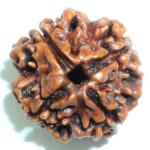 4-mukhi-rudraksha-500×500
